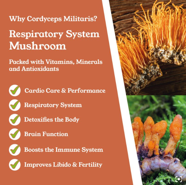 Cordyceps Militaris Capsules by NTURE