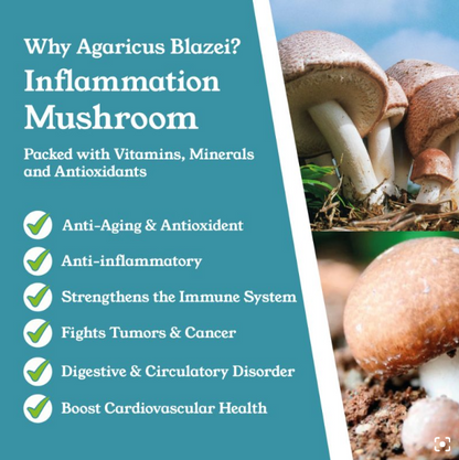 Agaricus Blazei Capsules by NTURE