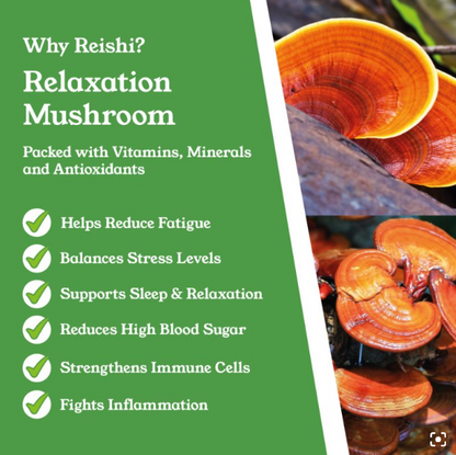 Reishi Mushroom Capsules by NTURE