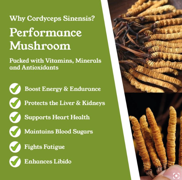 Cordyceps Sinensis Capsules by NTURE